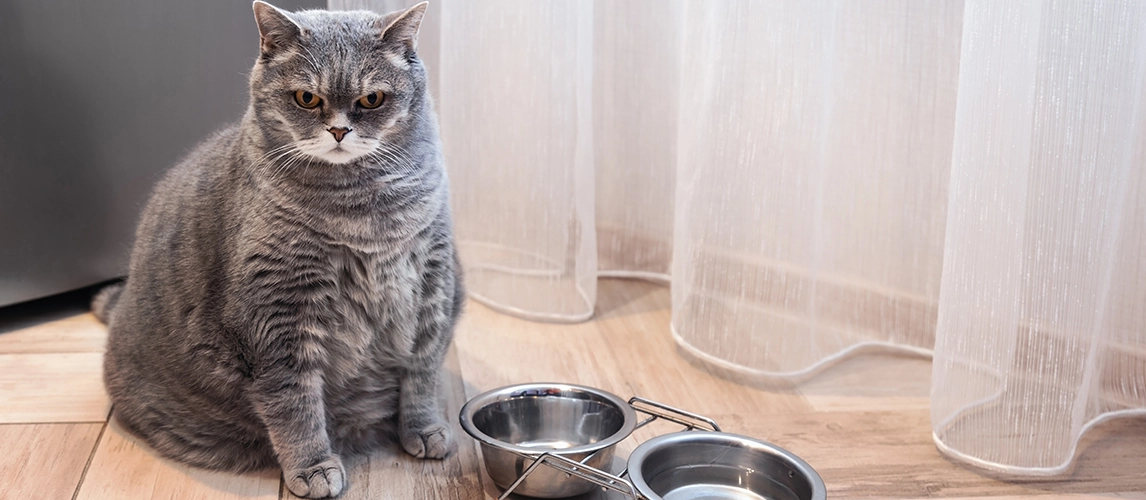 Natura Petz Organics Sales 2022 -Natura Petz Organics Sales 2022 2